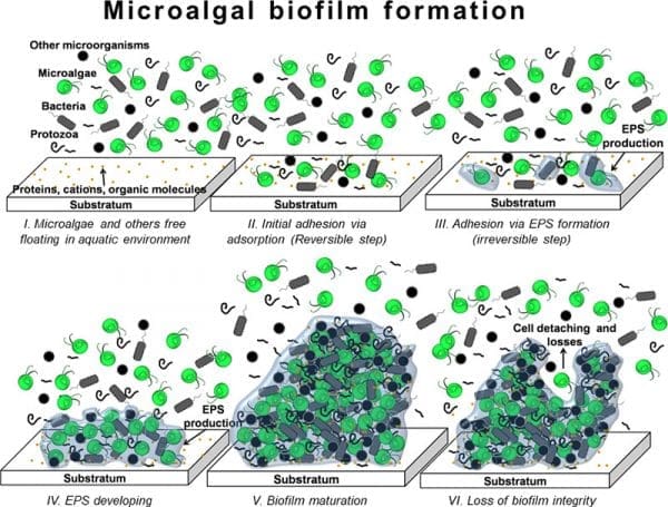 Microalgal biofilms: A further step over current microalgal cultivation techniques